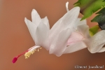 Pistil et Etamines de Zygocactus.jpg